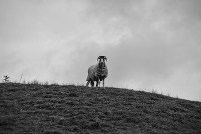 View of a horse on field