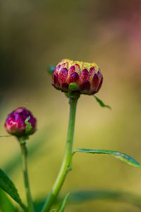 Close-up of purple flower buds