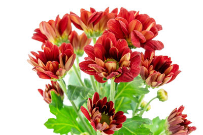 Close-up of red flowers against white background