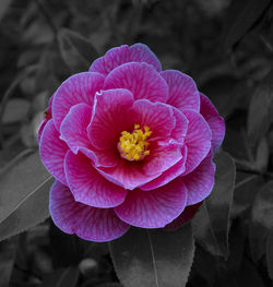 Close-up of flower blooming outdoors