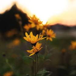 Close-up of yellow flowering plant during sunset