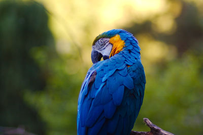 Close-up of blue parrot