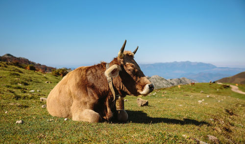 Cow relaxing on grassy field against clear blue sky