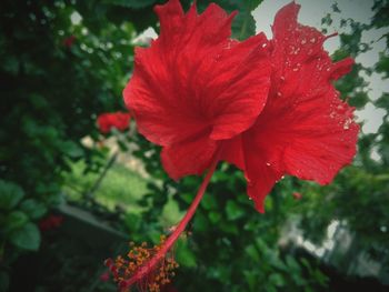 Close-up of red hibiscus flower