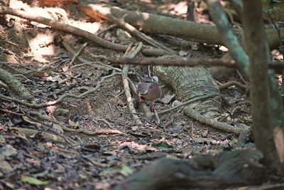 Close-up of lizard on tree trunk