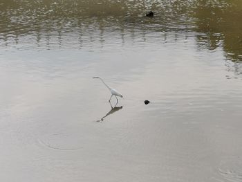 High angle view of birds swimming in lake