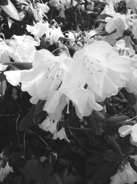 Close-up of white flowering plants