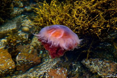 Close-up of jellyfish swimming in sea