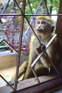Monkey sitting in a zoo