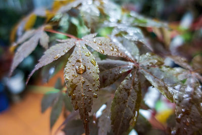 Close-up of water droplets on maple leaves