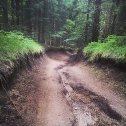 Dirt road amidst trees in forest