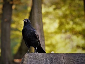 Bird perching on wooden post