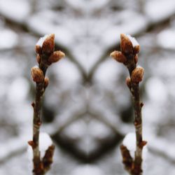 Close-up of snow on leaf during winter