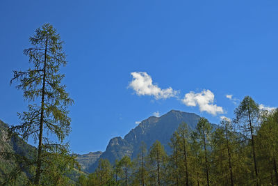 Low angle view of trees against sky