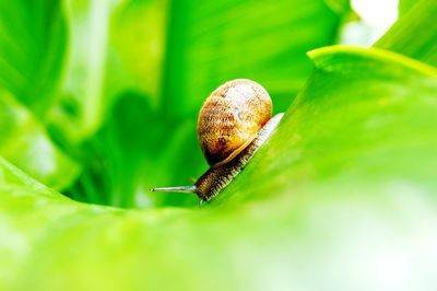 Close-up of snail on leaf