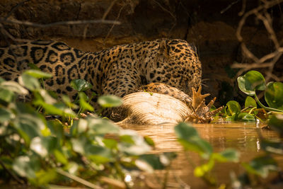 Leopard in lake
