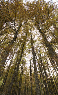 Low angle view of trees in forest