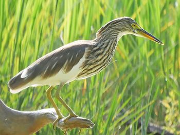 View of a bird on field