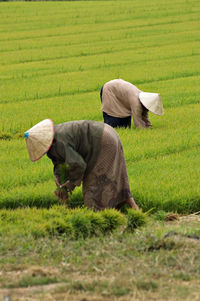 Rear view of man working on field