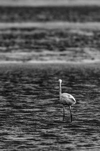 High angle view of gray heron on beach