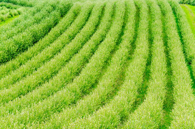 Full frame shot of corn field