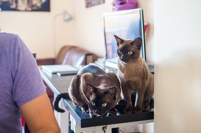 Burmese cats on table by person at home