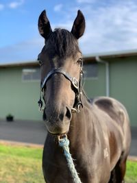 Horse in ranch