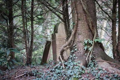 Trees in forest