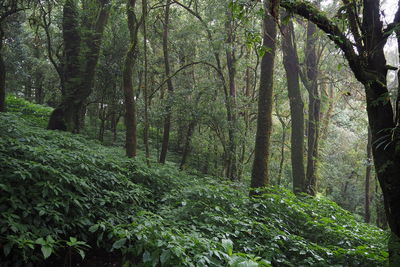 Trees growing in forest