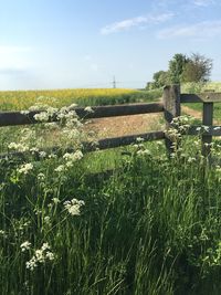 Plants growing on field