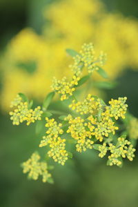 Close-up of yellow flowering plant on field