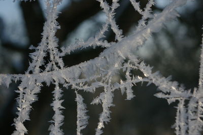 Close-up of frozen plants