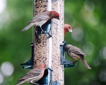 Bird perching on a feeder