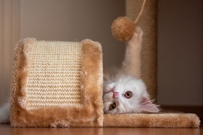 Portrait of cat relaxing at home