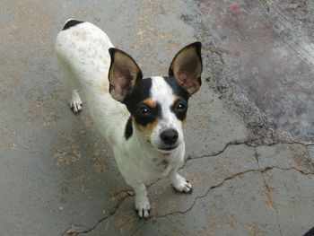 High angle portrait of dog