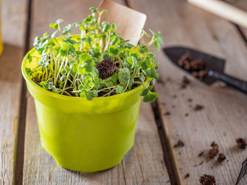 High angle view of potted plant on table