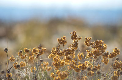 Close-up of flowering plants on land