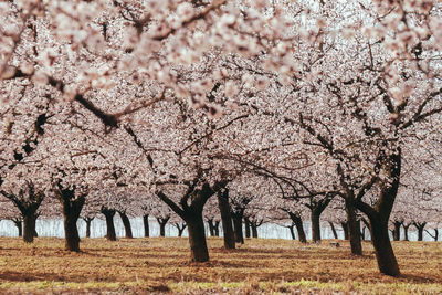 Cherry blossom tree on field