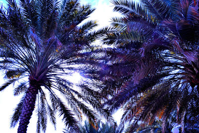 Low angle view of palm trees against sky