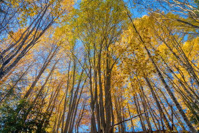 Low angle view of trees in forest during autumn