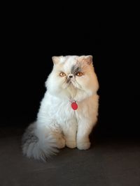 Portrait of white cat sitting on floor