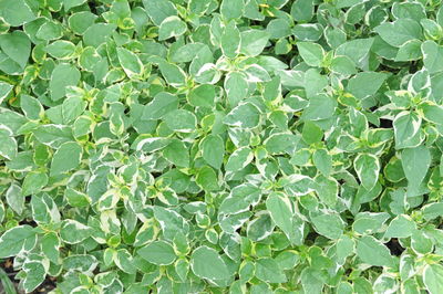 Full frame shot of plants