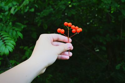 Cropped hand of girl holding berries against trees