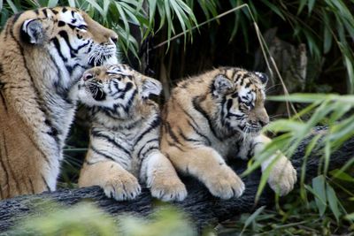 Tiger and cubs