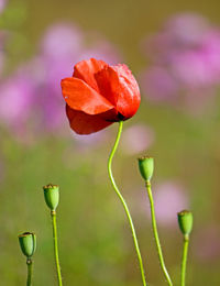 Close-up of red flowering plant