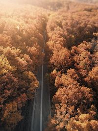 High angle view of trees