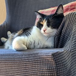 Close-up of cat resting on bed