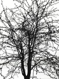 Low angle view of silhouette tree against sky