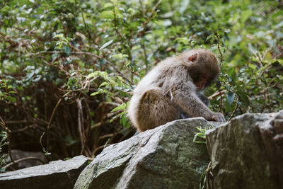 Monkey sitting on rock against trees