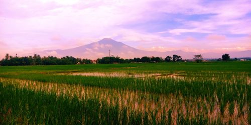 Scenic view of agricultural field against sky during sunset